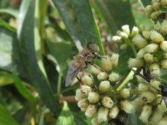 Eristalinus taeniops