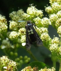 Melittia chimana