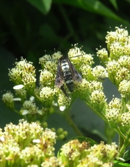 Melittia chimana