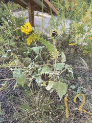 Helianthus