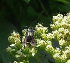Melittia chimana