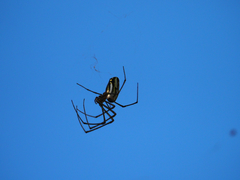 Leucauge argyra