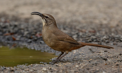 California Thrasher photo 1