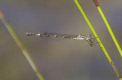 Austrolestes minjerriba