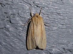 Ichneutica semivittata