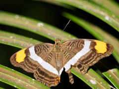 Adelpha fessonia