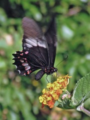 Heraclides anchisiades capys