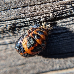 Harmonia axyridis