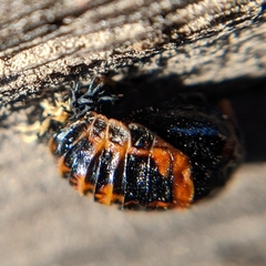 Harmonia axyridis