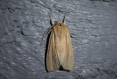 Ichneutica semivittata