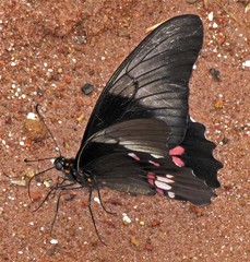 Heraclides anchisiades capys