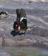 Heraclides anchisiades capys