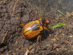 Ancognatha ustulata