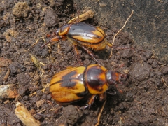 Ancognatha ustulata