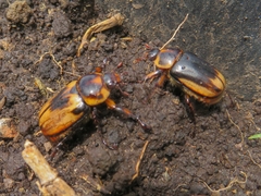 Ancognatha ustulata