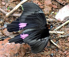 Heraclides anchisiades capys