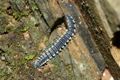 Rhachodesmidae