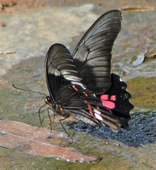 Heraclides anchisiades capys