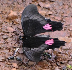 Heraclides anchisiades capys