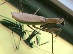 Tenodera sinensis