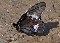 Heraclides anchisiades capys