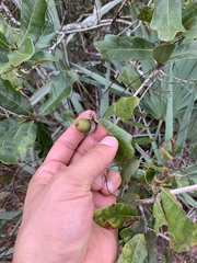 Quercus chapmanii image