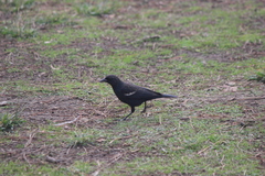 Agelaius tricolor