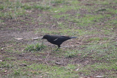 Agelaius tricolor