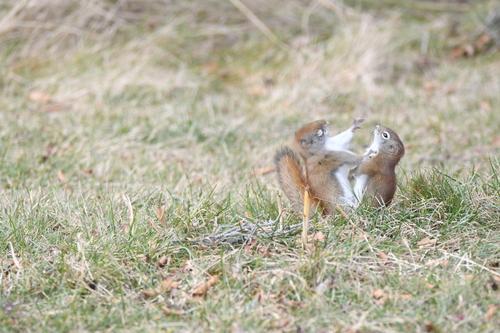 American Red Squirrel photographed in Michigan