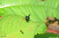 Compsapoderus erythropterus