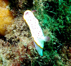 Goniobranchus daphne