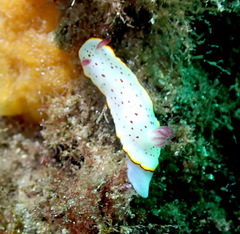 Goniobranchus daphne