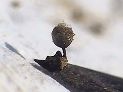 Cribraria argillacea