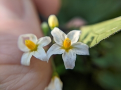 Solanum