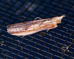 Ancylostomia stercorea