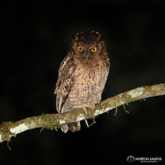 Megascops atricapilla