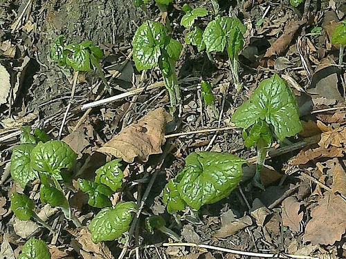 Cacalia auriculata