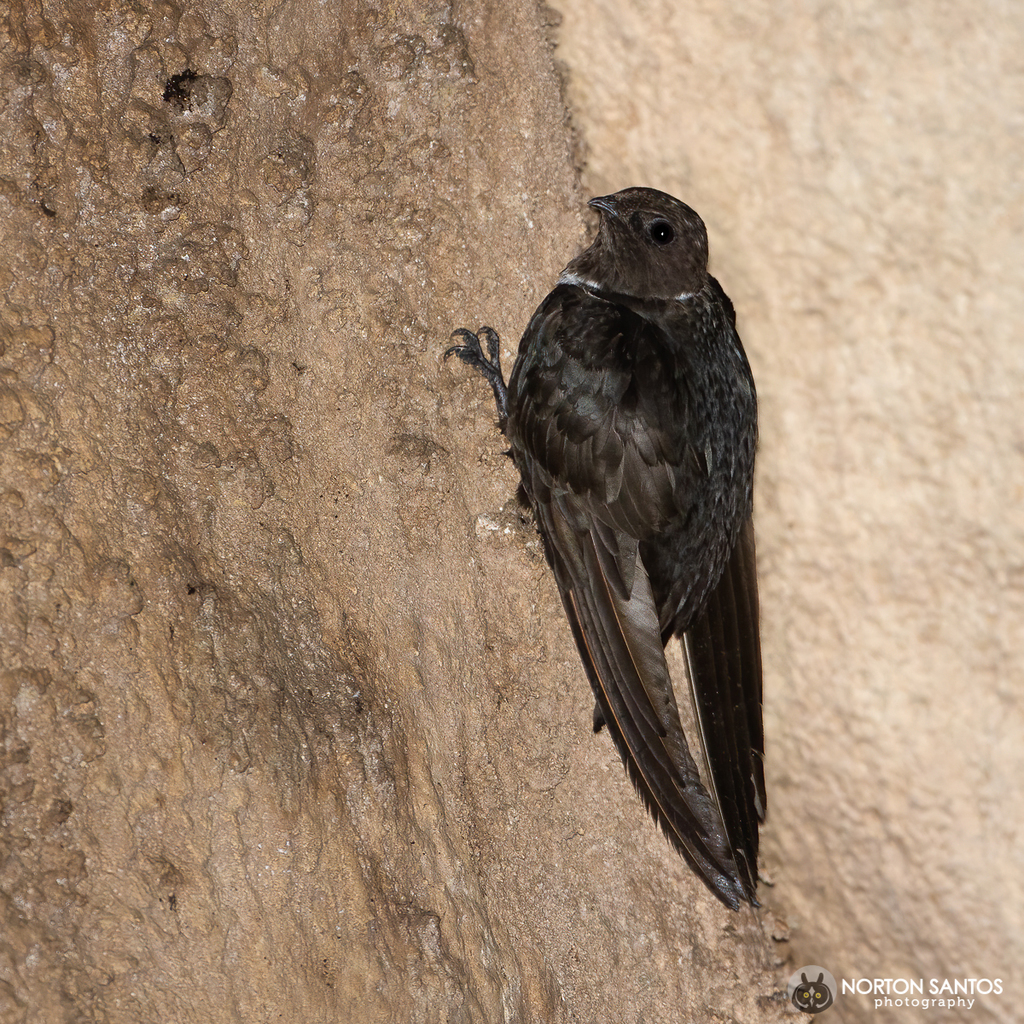 Collared Swifts