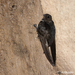 Collared Swifts - Photo (c) Norton Santos, some rights reserved (CC BY-NC), uploaded by Norton Santos