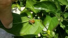Apis mellifera