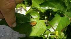 Apis mellifera