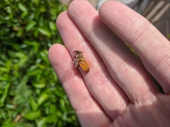 Apis mellifera
