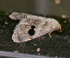 Abablemma duomaculata