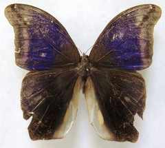 Eryphanis lycomedon
