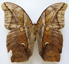 Eryphanis lycomedon