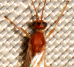 Meteorus laphygmae