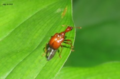 Leptapoderus rubidus