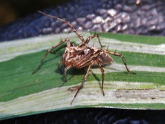 Oxyopes acleistus