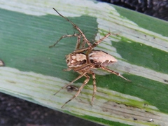 Oxyopes acleistus