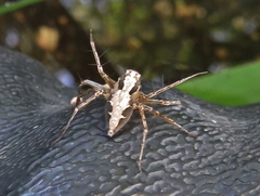 Oxyopes acleistus